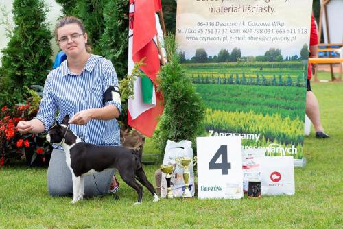 Boston Style EVERLASTING LOVE 